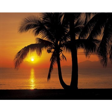 Palmy Beach Sunrise 8-255