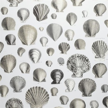 Captain Thomas Brown's Shells Pearl PJD6000/03