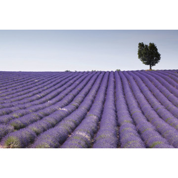 ms-5-0088 Lavender Field