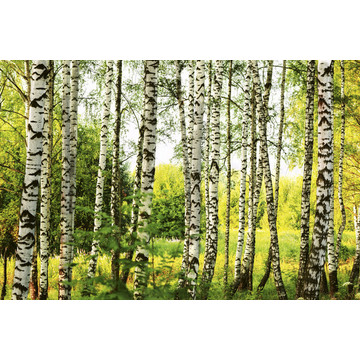 Birch Forest MS-5-0094