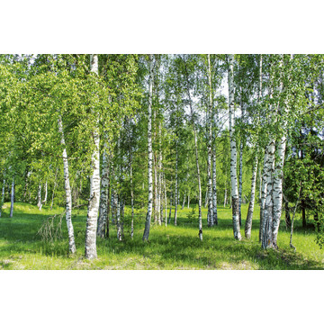 Birch Grow MS-5-0100