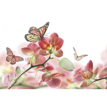 Orchids and Butterfly MS-5-0146