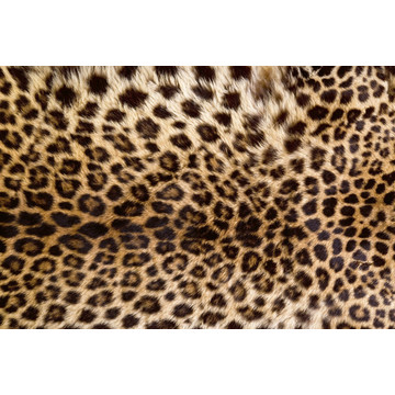 Leopard Skin MS-5-1084