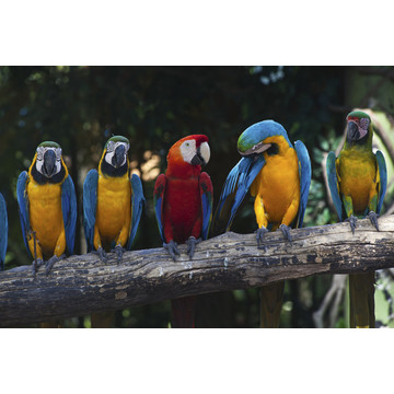ms-5-0223 Colourful Macaw