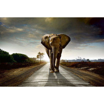 ms-5-0225 Walking Elephant