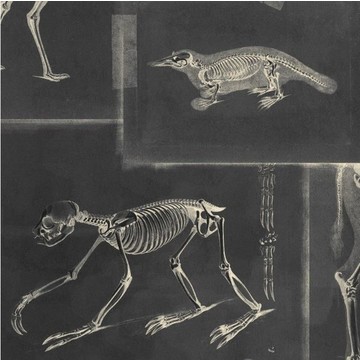 ZOOARCHELOGY Anthracite1