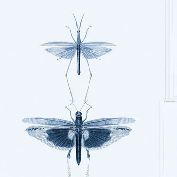 Entomology Blue WP20235