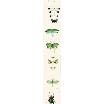 ENTOMOLOGY Green Roll B WP20234