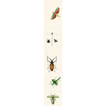 ENTOMOLOGY Green Roll C WP20234