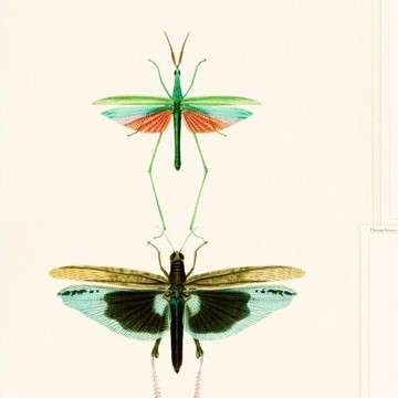 ENTOMOLOGY Green1