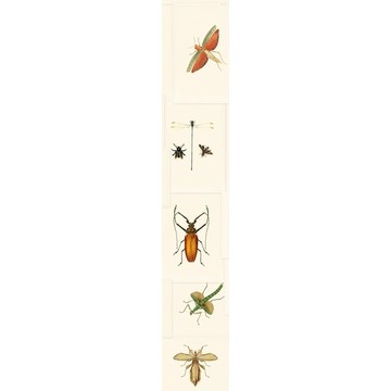 ENTOMOLOGY Roll C WP20233