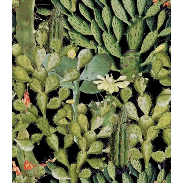 OPUNTIA Anthracite WP20165