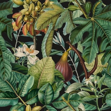 Figs and Dates WP20517