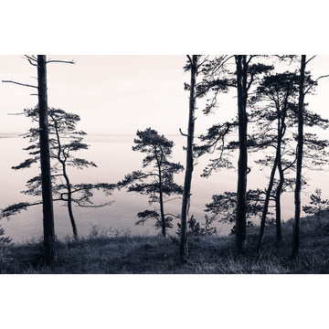 Old Pine Trees R13021