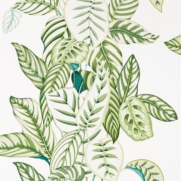 Calathea Botanical Green 216630