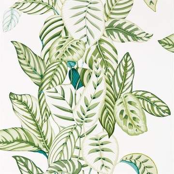 Calathea Botanical Green 216630