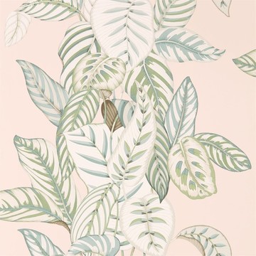 Calathea Orchid/Eucalyptus 216632