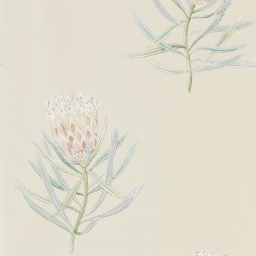 Protea 216329