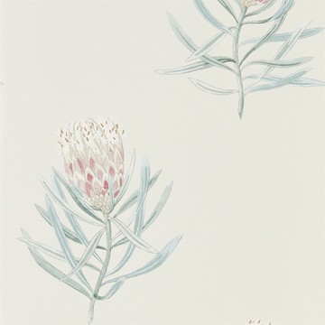Protea Flower Porcelain/Blush 216330