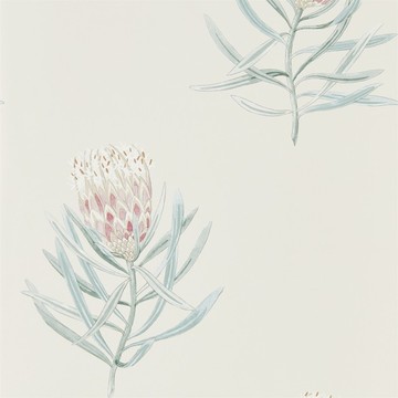 Protea 216330