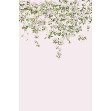 Clematis Mural Pink