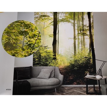 Forest Path 47221