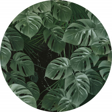 Novel Monstera D1-023 tarra