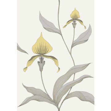 Orchid 95/10057