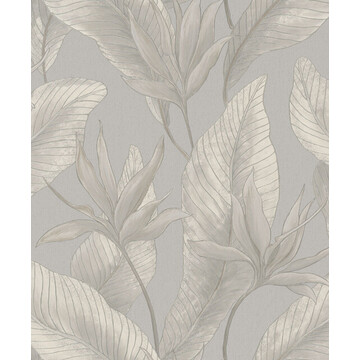 Muse 36464