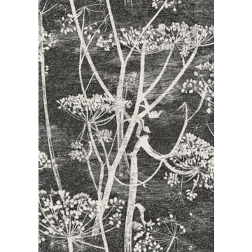 Cow Parsley 66/7046