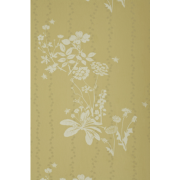  Wild Meadow Dandelion BG200102