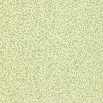 Standen Fennel 216833 (WR8045/3/216474)