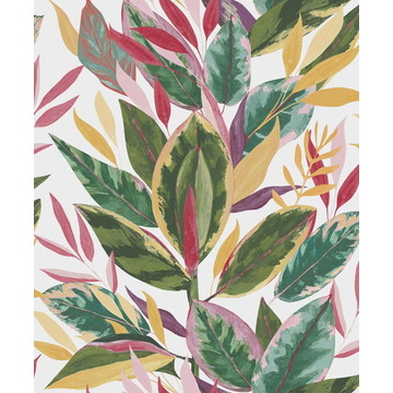 Ficus RIOC 20181 42 18
