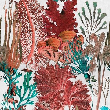 CORAL REEF