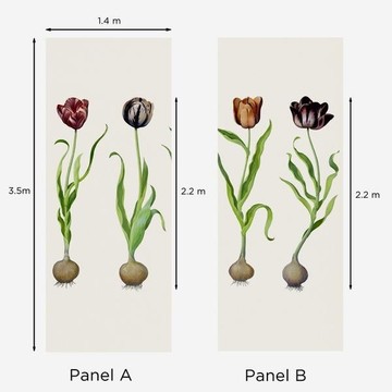 Tulips info