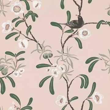 Antonia 104-24