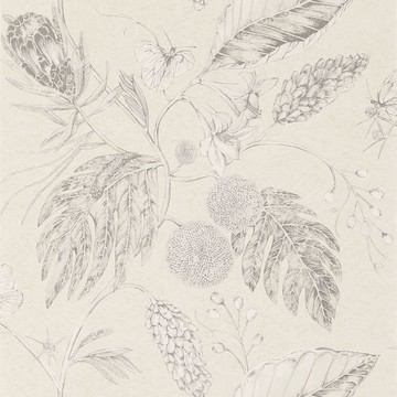 Amborella Ivory 111220