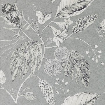Amborella Steel 111223