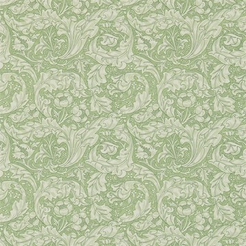 Bachelors Button Thyme 214736