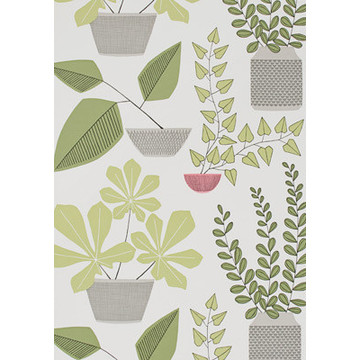 House Plants Olive MISP1176