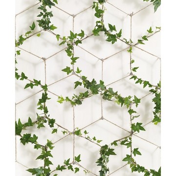 Ivy on ropes 8888-408
