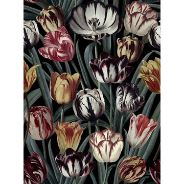 Tulipa Dark WP20177