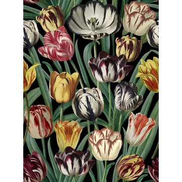 TULIPA WP20178